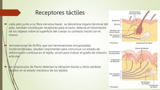 Receptores táctiles
 cada pelo junto a su fibra nerviosa basal, se denomina órgano terminal del
pelo, también constituyen receptores para el tacto, detecta el movimiento
de los objetos sobre la superficie del cuerpo su contacto inicial con el
mismo
 terminaciones de Ruffini, que son terminaciones encapsuladas
multirramificadas, resultan importantes para comunicar un estado de
deformación continua en el tejido, sirven para indicar el grado de rotación
articular.
 los corpúsculos de Pacini detectan la vibración tisular u otros cambios
rápidos en el estado mecánico de los tejidos.
 