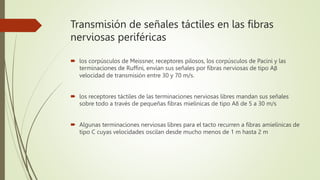 Transmisión de señales táctiles en las fibras
nerviosas periféricas
 los corpúsculos de Meissner, receptores pilosos, los corpúsculos de Pacini y las
terminaciones de Ruffini, envían sus señales por fibras nerviosas de tipo Aβ
velocidad de transmisión entre 30 y 70 m/s.
 los receptores táctiles de las terminaciones nerviosas libres mandan sus señales
sobre todo a través de pequeñas fibras mielínicas de tipo Aδ de 5 a 30 m/s
 Algunas terminaciones nerviosas libres para el tacto recurren a fibras amielínicas de
tipo C cuyas velocidades oscilan desde mucho menos de 1 m hasta 2 m
 