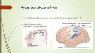 Áreas somatosensitivas
 En el lóbulo parietal anterior, se encuenran las áreas somatosensitiva l y II
 Cada hemisferio recibe
información del lado opuesto
 