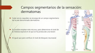Campos segmentarios de la sensación:
dermatomas
 Cada nervio raquídeo se encarga de un campo segmentario
de la piel denominado dermatoma
 Es posible emplear este recurso, para determinar el nivel de
la médula espinal en el que se ha producido una lesión
 Al igual que para verificar el nivel de bloqueo neuroaxial
 
