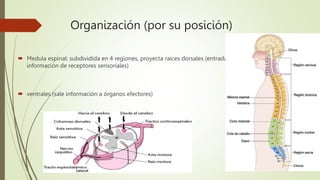Organización (por su posición)
 Medula espinal: subdividida en 4 regiones, proyecta raíces dorsales (entrada de
información de receptores sensoriales)
 ventrales (sale información a órganos efectores)
 