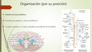  Sistema nervioso periférico:
 formado por ganglios y nervios periféricos
 12 pares craneales y 31 pares raquídeos procedentes de la medula
Organización (por su posición)
 