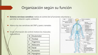 Organización según su función
 Sistema nervioso somático: realiza el control de la funciones voluntarias y
permite la relación sujeto-ambiente
 Abarca las vías sensitivas del SNP y pares craneales
 Envía información de control motora los músculos
esqueléticos
lll Oculomotor
lV Troclear
V Trigemino
Vl Abducens
Vll Facial
Xl Accesorio
Xll Hipogloso
 
