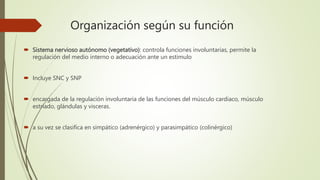  Sistema nervioso autónomo (vegetativo): controla funciones involuntarias, permite la
regulación del medio interno o adecuación ante un estimulo
 Incluye SNC y SNP
 encargada de la regulación involuntaria de las funciones del músculo cardiaco, músculo
estriado, glándulas y visceras.
 a su vez se clasifica en simpático (adrenérgico) y parasimpático (colinérgico)
Organización según su función
 