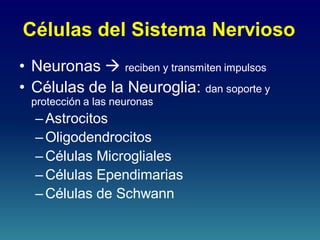 Células del Sistema Nervioso
• Neuronas  reciben y transmiten impulsos
• Células de la Neuroglia: dan soporte y
protección a las neuronas
– Astrocitos
– Oligodendrocitos
– Células Microgliales
– Células Ependimarias
– Células de Schwann
 