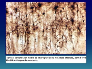 corteza cerebral por medio de impregnaciones metálicas clásicas, permitieron
identificar 6 capas de neuronas .
 
