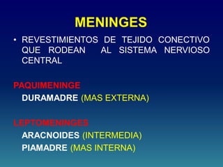 MENINGES
• REVESTIMIENTOS DE TEJIDO CONECTIVO
QUE RODEAN AL SISTEMA NERVIOSO
CENTRAL
PAQUIMENINGE
DURAMADRE (MAS EXTERNA)
LEPTOMENINGES
ARACNOIDES (INTERMEDIA)
PIAMADRE (MAS INTERNA)
 