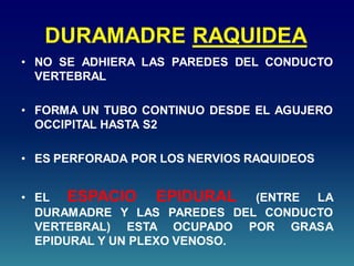 DURAMADRE RAQUIDEA
• NO SE ADHIERA LAS PAREDES DEL CONDUCTO
VERTEBRAL
• FORMA UN TUBO CONTINUO DESDE EL AGUJERO
OCCIPITAL HASTA S2
• ES PERFORADA POR LOS NERVIOS RAQUIDEOS
• EL ESPACIO EPIDURAL (ENTRE LA
DURAMADRE Y LAS PAREDES DEL CONDUCTO
VERTEBRAL) ESTA OCUPADO POR GRASA
EPIDURAL Y UN PLEXO VENOSO.
 
