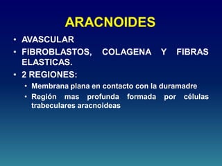 ARACNOIDES
• AVASCULAR
• FIBROBLASTOS, COLAGENA Y FIBRAS
ELASTICAS.
• 2 REGIONES:
• Membrana plana en contacto con la duramadre
• Región mas profunda formada por células
trabeculares aracnoideas
 