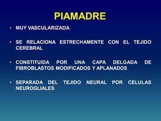 PIAMADRE
• MUY VASCULARIZADA
• SE RELACIONA ESTRECHAMENTE CON EL TEJIDO
CEREBRAL
• CONSTITUIDA POR UNA CAPA DELGADA DE
FIBROBLASTOS MODIFICADOS Y APLANADOS
• SEPARADA DEL TEJIDO NEURAL POR CELULAS
NEUROGLIALES
 