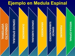 Ejemplo en Medula Espinal
CONDUCTO
VERTEBRAL
ESPACIO
EPIDURAL
DURAMADRE
ESPACIO
SUBDURAL
ARACNOIDES
ESPACIO
SUBARACNOIDEO
PIAMADRE
MEDULA
ESPINAL
 