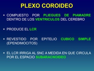 PLEXO COROIDEO
 COMPUESTO POR PLIEGUES DE PIAMADRE
DENTRO DE LOS VENTRICULOS DEL CEREBRO
 PRODUCE EL LCR
 REVESTIDO POR EPITELIO CUBICO SIMPLE
(EPENDIMOCITOS)
 EL LCR IRRIGA AL SNC A MEDIDA EN QUE CIRCULA
POR EL ESPACIO SUBARACNOIDEO
 