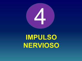 IMPULSO
NERVIOSO
4
 