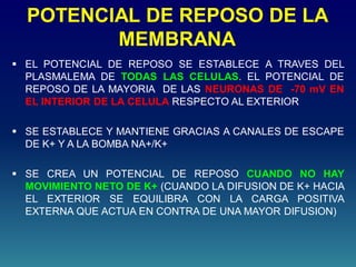 POTENCIAL DE REPOSO DE LA
MEMBRANA
 EL POTENCIAL DE REPOSO SE ESTABLECE A TRAVES DEL
PLASMALEMA DE TODAS LAS CELULAS. EL POTENCIAL DE
REPOSO DE LA MAYORIA DE LAS NEURONAS DE -70 mV EN
EL INTERIOR DE LA CELULA RESPECTO AL EXTERIOR
 SE ESTABLECE Y MANTIENE GRACIAS A CANALES DE ESCAPE
DE K+ Y A LA BOMBA NA+/K+
 SE CREA UN POTENCIAL DE REPOSO CUANDO NO HAY
MOVIMIENTO NETO DE K+ (CUANDO LA DIFUSION DE K+ HACIA
EL EXTERIOR SE EQUILIBRA CON LA CARGA POSITIVA
EXTERNA QUE ACTUA EN CONTRA DE UNA MAYOR DIFUSION)
 