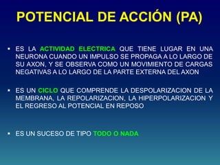 POTENCIAL DE ACCIÓN (PA)
 ES LA ACTIVIDAD ELECTRICA QUE TIENE LUGAR EN UNA
NEURONA CUANDO UN IMPULSO SE PROPAGA A LO LARGO DE
SU AXON, Y SE OBSERVA COMO UN MOVIMIENTO DE CARGAS
NEGATIVAS A LO LARGO DE LA PARTE EXTERNA DEL AXON
 ES UN CICLO QUE COMPRENDE LA DESPOLARIZACION DE LA
MEMBRANA, LA REPOLARIZACION, LA HIPERPOLARIZACION Y
EL REGRESO AL POTENCIAL EN REPOSO
 ES UN SUCESO DE TIPO TODO O NADA
 
