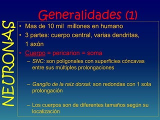 Generalidades (1)
• Mas de 10 mil millones en humano
• 3 partes: cuerpo central, varias dendritas,
1 axón
• Cuerpo = pericarion = soma
– SNC: son poligonales con superficies cóncavas
entre sus múltiples prolongaciones
– Ganglio de la raíz dorsal: son redondas con 1 sola
prolongación
– Los cuerpos son de diferentes tamaños según su
localización
NEURONAS
 