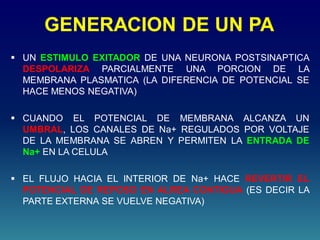 GENERACION DE UN PA
 UN ESTIMULO EXITADOR DE UNA NEURONA POSTSINAPTICA
DESPOLARIZA PARCIALMENTE UNA PORCION DE LA
MEMBRANA PLASMATICA (LA DIFERENCIA DE POTENCIAL SE
HACE MENOS NEGATIVA)
 CUANDO EL POTENCIAL DE MEMBRANA ALCANZA UN
UMBRAL, LOS CANALES DE Na+ REGULADOS POR VOLTAJE
DE LA MEMBRANA SE ABREN Y PERMITEN LA ENTRADA DE
Na+ EN LA CELULA
 EL FLUJO HACIA EL INTERIOR DE Na+ HACE REVERTIR EL
POTENCIAL DE REPOSO EN ALREA CONTIGUA (ES DECIR LA
PARTE EXTERNA SE VUELVE NEGATIVA)
 
