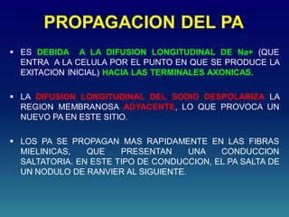 PROPAGACION DEL PA
 ES DEBIDA A LA DIFUSION LONGITUDINAL DE Na+ (QUE
ENTRA A LA CELULA POR EL PUNTO EN QUE SE PRODUCE LA
EXITACION INICIAL) HACIA LAS TERMINALES AXONICAS.
 LA DIFUSION LONGITUDINAL DEL SODIO DESPOLARIZA LA
REGION MEMBRANOSA ADYACENTE, LO QUE PROVOCA UN
NUEVO PA EN ESTE SITIO.
 LOS PA SE PROPAGAN MAS RAPIDAMENTE EN LAS FIBRAS
MIELINICAS, QUE PRESENTAN UNA CONDUCCION
SALTATORIA. EN ESTE TIPO DE CONDUCCION, EL PA SALTA DE
UN NODULO DE RANVIER AL SIGUIENTE.
 