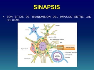 SINAPSIS
 SON SITIOS DE TRANSMISION DEL IMPULSO ENTRE LAS
CELULAS.
 