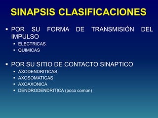 SINAPSIS CLASIFICACIONES
 POR SU FORMA DE TRANSMISIÓN DEL
IMPULSO
 ELECTRICAS
 QUIMICAS
 POR SU SITIO DE CONTACTO SINAPTICO
 AXODENDRITICAS
 AXOSOMATICAS
 AXOAXONICA
 DENDRODENDRITICA (poco común)
 