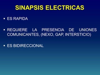 SINAPSIS ELECTRICAS
 ES RAPIDA
 REQUIERE LA PRESENCIA DE UNIONES
COMUNICANTES, (NEXO, GAP, INTERSTICIO)
 ES BIDIRECCIONAL
 
