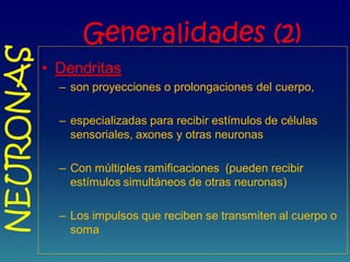 Generalidades (2)
• Dendritas
– son proyecciones o prolongaciones del cuerpo,
– especializadas para recibir estímulos de células
sensoriales, axones y otras neuronas
– Con múltiples ramificaciones (pueden recibir
estímulos simultáneos de otras neuronas)
– Los impulsos que reciben se transmiten al cuerpo o
soma
NEURONAS
 