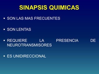 SINAPSIS QUIMICAS
 SON LAS MAS FRECUENTES
 SON LENTAS
 REQUIERE LA PRESENCIA DE
NEUROTRANSMISORES
 ES UNIDIRECCIONAL
 