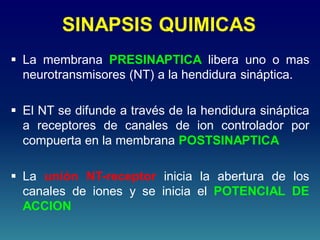 SINAPSIS QUIMICAS
 La membrana PRESINAPTICA libera uno o mas
neurotransmisores (NT) a la hendidura sináptica.
 El NT se difunde a través de la hendidura sináptica
a receptores de canales de ion controlador por
compuerta en la membrana POSTSINAPTICA
 La unión NT-receptor inicia la abertura de los
canales de iones y se inicia el POTENCIAL DE
ACCION
 