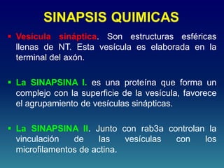 SINAPSIS QUIMICAS
 Vesícula sináptica. Son estructuras esféricas
llenas de NT. Esta vesícula es elaborada en la
terminal del axón.
 La SINAPSINA I. es una proteína que forma un
complejo con la superficie de la vesícula, favorece
el agrupamiento de vesículas sinápticas.
 La SINAPSINA II. Junto con rab3a controlan la
vinculación de las vesículas con los
microfilamentos de actina.
 