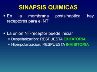 SINAPSIS QUIMICAS
 En la membrana postsinaptica hay
receptores para el NT
 La unión NT-receptor puede iniciar
 Despolarización: RESPUESTA EXITATORIA
 Hiperpolarización: RESPUESTA INHIBITORIA
 