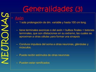 Generalidades (3)
• Axón
– 1 sola prolongación de dm. variable y hasta 100 cm long.
– tiene terminales axonicas o del axón = bulbos finales = botones
terminales, que son dilataciones en su extremo, las cuales se
aproximan a otras células para formar una sinapsis
– Conduce impulsos del soma a otras neuronas, glándulas y
músculos.
– Puede recibir estímulos de otras neuronas
– Pueden estar ramificados
NEURONAS
 