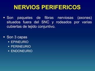 NERVIOS PERIFERICOS
 Son paquetes de fibras nerviosas (axones)
situados fuera del SNC y rodeados por varias
cubiertas de tejido conjuntivo.
 Son 3 capas
 EPINEURIO
 PERINEURIO
 ENDONEURIO
 