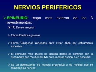 NERVIOS PERIFERICOS
 EPINEURIO: capa mas externa de los 3
revestimientos:
TC Denso Irregular
 Fibras Elasticas gruesas
 Fibras Colagenas alineadas para evitar daño por estiramiento
excesivo
 El epineurio mas grueso se localiza donde se continua con la
duramadre que recubre al SNC en la medula espinal o en encéfalo.
 Se va adelgazando de manera progresiva a de medida que se
ramifican los nervios
 