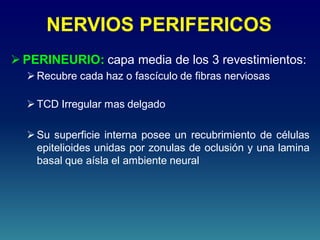 NERVIOS PERIFERICOS
 PERINEURIO: capa media de los 3 revestimientos:
Recubre cada haz o fascículo de fibras nerviosas
TCD Irregular mas delgado
Su superficie interna posee un recubrimiento de células
epitelioides unidas por zonulas de oclusión y una lamina
basal que aísla el ambiente neural
 
