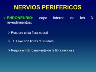 NERVIOS PERIFERICOS
 ENDONEURIO: capa interna de los 3
revestimientos:
Recubre cada fibra neural
TC Laxo con fibras reticulares
Regula el microambiente de la fibra nerviosa
 