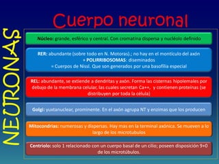 Cuerpo neuronal
NEURONAS
Núcleo: grande, esférico y central. Con cromatina dispersa y nucléolo definido
RER: abundante (sobre todo en N. Motoras).; no hay en el montículo del axón
+ POLIRRIBOSOMAS: diseminados
= Cuerpos de Nissl. Que son generados por una basofília especial
REL: abundante, se extiende a dendritas y axón. Forma las cisternas hipolemales por
debajo de la membrana celular, las cuales secretan Ca++, y contienen proteínas (se
distribuyen por toda la célula)
Golgi: yuxtanuclear, prominente. En el axón agrupa NT y enzimas que los producen
Mitocondrias: numerosas y dispersas. Hay mas en la terminal axónica. Se mueven a lo
largo de los microtubulos
Centriolo: solo 1 relacionado con un cuerpo basal de un cilio; poseen disposición 9+0
de los microtúbulos.
 