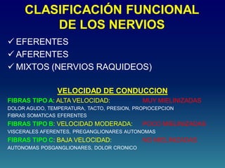 CLASIFICACIÓN FUNCIONAL
DE LOS NERVIOS
 EFERENTES
 AFERENTES
 MIXTOS (NERVIOS RAQUIDEOS)
VELOCIDAD DE CONDUCCION
FIBRAS TIPO A: ALTA VELOCIDAD: MUY MIELINIZADAS
DOLOR AGUDO, TEMPERATURA, TACTO, PRESION, PROPIOCEPCION
FIBRAS SOMATICAS EFERENTES
FIBRAS TIPO B: VELOCIDAD MODERADA: POCO MIELINIZADAS
VISCERALES AFERENTES, PREGANGLIONARES AUTONOMAS
FIBRAS TIPO C: BAJA VELOCIDAD: NO MIELINIZADAS
AUTONOMAS POSGANGLIONARES, DOLOR CRONICO
 