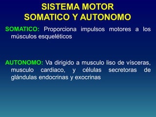 SISTEMA MOTOR
SOMATICO Y AUTONOMO
SOMATICO: Proporciona impulsos motores a los
músculos esqueléticos
AUTONOMO: Va dirigido a musculo liso de vísceras,
musculo cardiaco, y células secretoras de
glándulas endocrinas y exocrinas
 