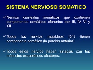 SISTEMA NERVIOSO SOMATICO
 Nervios craneales somáticos que contienen
componentes somáticos eferentes son III, IV, VI y
XII
 Todos los nervios raquídeos (31) tienen
componente somático (la porción anterior)
 Todos estos nervios hacen sinapsis con los
músculos esqueléticos efectores.
 