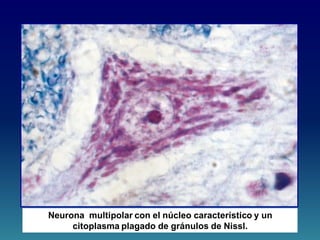 Neurona multipolar con el núcleo característico y un
citoplasma plagado de gránulos de Nissl.
 
