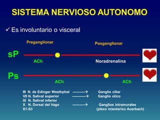 SISTEMA NERVIOSO AUTONOMO
 Es involuntario o visceral
sP
Ps
Preganglionar Posganglionar
ACh
ACh ACh
Noradrenalina
III N. de Edinger Westhphal ---------- Ganglio ciliar
VII N. Salival superior ----------- Ganglio otico
IX N. Salival inferior
X N. Dorsal del Vago ---------- Ganglios intramurales
S1-S3 (plexo mienterico Auerbach)
 
