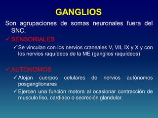 GANGLIOS
Son agrupaciones de somas neuronales fuera del
SNC.
 SENSORIALES
 Se vinculan con los nervios craneales V, VII, IX y X y con
los nervios raquídeos de la ME (ganglios raquídeos)
 AUTONOMOS
 Alojan cuerpos celulares de nervios autónomos
posganglionares
 Ejercen una función motora al ocasionar contracción de
musculo liso, cardiaco o secreción glandular.
 