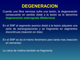 DEGENERACION
Cuando una fibra nerviosa sufre una lesión, la degeneración
consecuente en sentido distal a la lesión se le denomina
degeneración anterograda (Walleriana)
En el SNP el segmento axonico distal a la lesion adquiere una
serie de estrangulaciones y se fragmenta en segmentos
discontinuos (reacción en días)
En el SNP se da el mismo fenómeno pero tarda mas (reacción
en semanas)
La vaina de mielina también se fragmenta
 