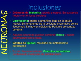 inclusiones
• Gránulos de Melanina: (pardo a negro). En sustancia
negra y en el locus ceruleus
• Lipofucsina: (pardo a amarillo). Mas en el adulto
mayor. Es remanente de la actividad enzimatica de los
lisosomas. No hay en células de Purkinje de corteza
cerebral.
• Algunas neuronas pueden contener hierro y puede
acumularse con la edad.
• Gotitas de lípidos: resultado de metabolismo
defectuoso
• En cel. Neurosecretoras: Gránulos secretorios,
conteniendo moléculas de señalamiento.
NEURONAS
 