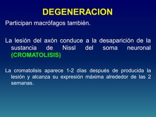 DEGENERACION
Participan macrófagos también.
La lesión del axón conduce a la desaparición de la
sustancia de Nissl del soma neuronal
(CROMATOLISIS)
La cromatolisis aparece 1-2 días después de producida la
lesión y alcanza su expresión máxima alrededor de las 2
semanas.
 