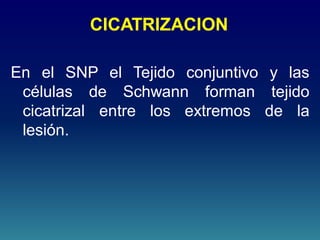 CICATRIZACION
En el SNP el Tejido conjuntivo y las
células de Schwann forman tejido
cicatrizal entre los extremos de la
lesión.
 