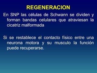 REGENERACION
En SNP las células de Schwann se dividen y
forman bandas celulares que atraviesan la
cicatriz malformada
Si se restablece el contacto físico entre una
neurona motora y su musculo la función
puede recuperarse.
 