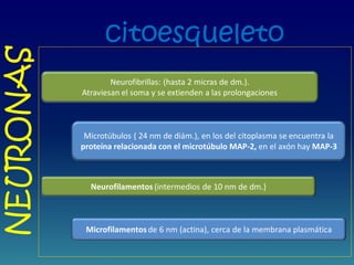 citoesqueleto
NEURONAS
Neurofibrillas: (hasta 2 micras de dm.).
Atraviesan el soma y se extienden a las prolongaciones
Microtúbulos ( 24 nm de diám.), en los del citoplasma se encuentra la
proteína relacionada con el microtúbulo MAP-2, en el axón hay MAP-3
Neurofilamentos (intermedios de 10 nm de dm.)
Microfilamentos de 6 nm (actina), cerca de la membrana plasmática
 