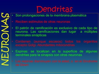 Dendritas
• Son prolongaciones de la membrana plasmática
• Reciben estímulos de otras neuronas
• El patrón de ramificación es exclusivo de cada tipo de
neurona. Las ramificaciones dan lugar a múltiples
terminales sinápticas
• Contienen (aunque escasos) todos los organitos
excepto Golgi. Abundantes mitocondrias
• Espinas: se localizan en la superficie de algunas
dendritas para la sinapsis con otras neuronas
• Las espinas disminuyen con la edad, o en el Síndrome
de Down
NEURONAS
 