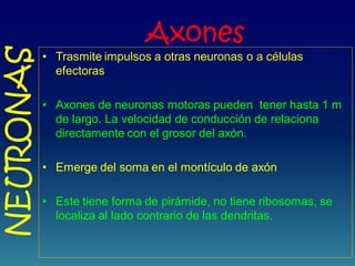Axones
• Trasmite impulsos a otras neuronas o a células
efectoras
• Axones de neuronas motoras pueden tener hasta 1 m
de largo. La velocidad de conducción de relaciona
directamente con el grosor del axón.
• Emerge del soma en el montículo de axón
• Este tiene forma de pirámide, no tiene ribosomas, se
localiza al lado contrario de las dendritas.
NEURONAS
 